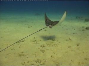 А это, кажется крупный орляковый скат наконец в кадр попал! А это, кажется крупный орляковый скат наконец в кадр попал!