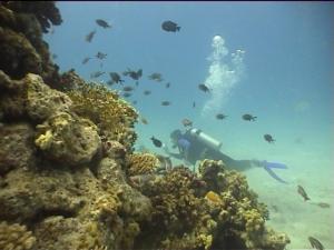 Это все я пугаю обитателей рифа! Это все я пугаю обитателей рифа!