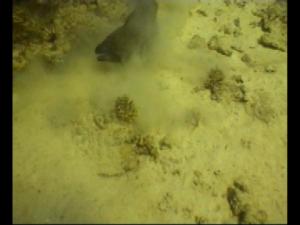 Этой мурене гости сильно надоели. Этой мурене гости сильно надоели.