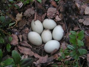 Воробьево Воробьево