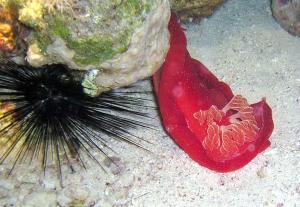 Красное море, октябрь 2005 Красное море, октябрь 2005