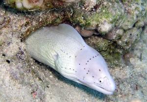 Красное море, март 2005 Красное море, март 2005