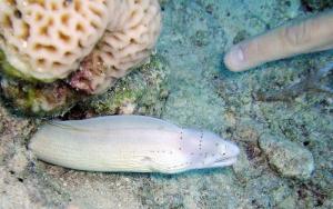 Красное море, март 2005 Красное море, март 2005