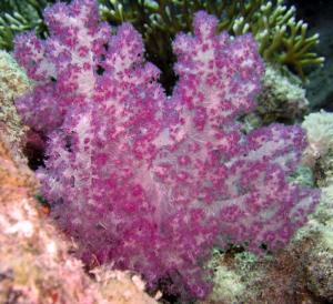 Красное море, март 2005 Красное море, март 2005