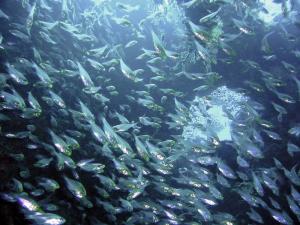 Красное море, март 2005 Красное море, март 2005