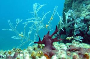 Красное море, март 2005 Красное море, март 2005