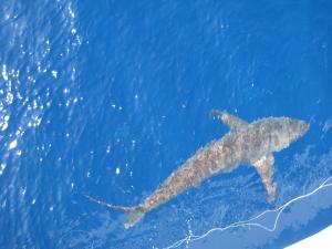 Бразерсы, апрель 2010 Бразерсы, апрель 2010