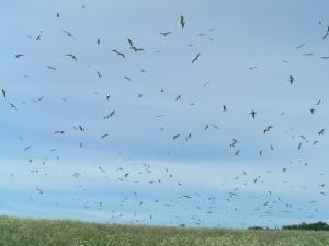 оз. Отрадное оз. Отрадное