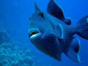 Тригер в нападении Тригер в нападении