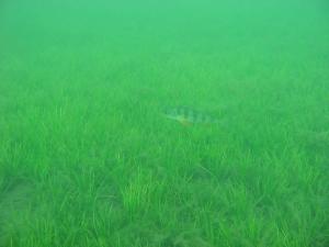 оз. Комонь оз. Комонь