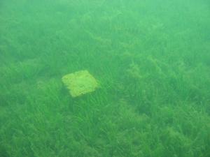 оз.Комонь оз.Комонь