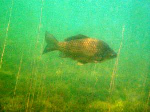 ..немного фотошопа ..немного фотошопа