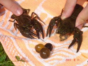 шарики и раки шарики и раки