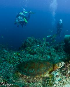 фото Тима Диггера фото Тима Диггера