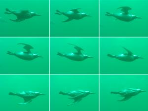 Кайры на Баренцевом море дают урок подводного пилотирования Кайры на Баренцевом море дают урок подводного пилотирования