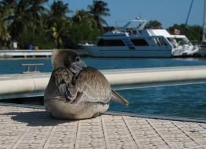 Куба, остров непуганых пеликанов Cayo largo. Куба, остров непуганых пеликанов Cayo largo.