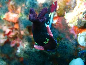 Филиппины Palawan Филиппины Palawan