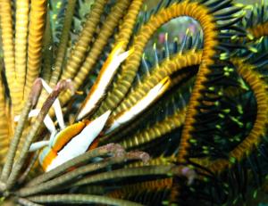 Филиппины Tubbataha Филиппины Tubbataha